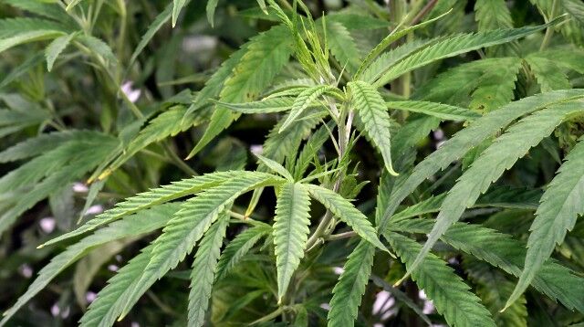 Marijuana plants